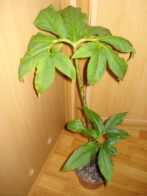 DSC04662.JPG