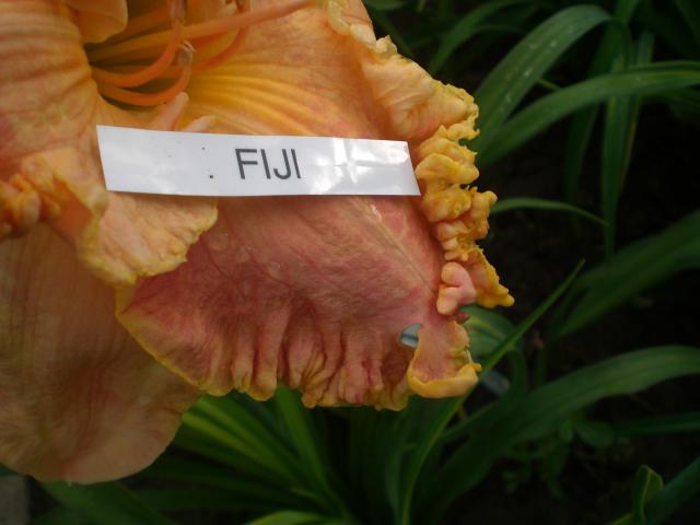 Fiji  и кайма сорта-гиганта.jpg