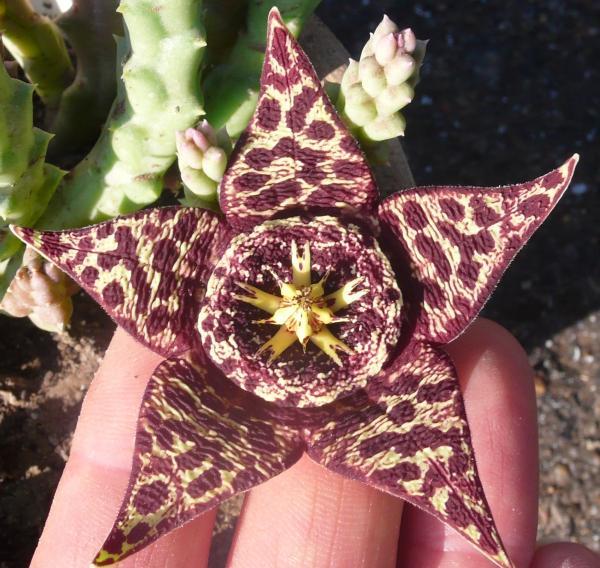 Stapelia verrucosa.JPG