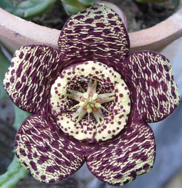 Stapelia variegata v marmorata.JPG