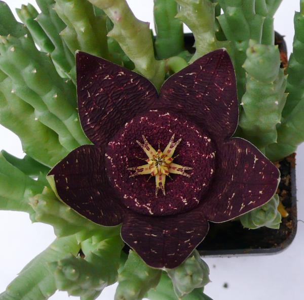 Stapelia divergens.JPG