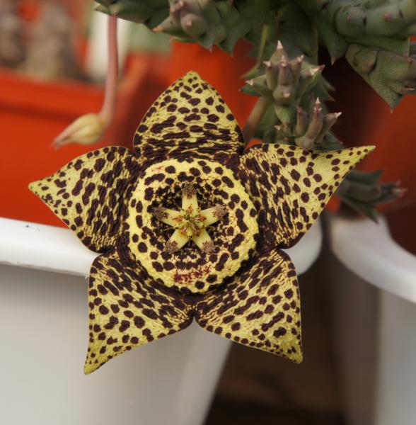 Stapelia variegata.JPG
