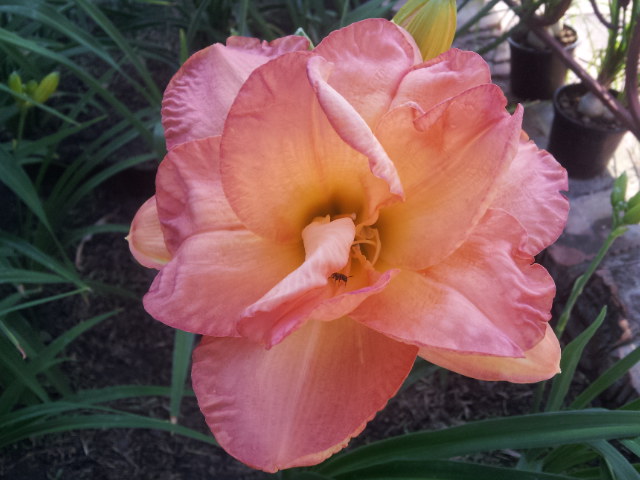 20130629_074927.jpg