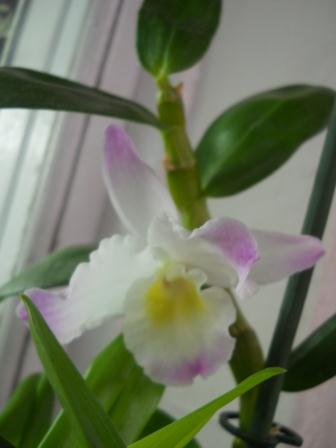 DSCN4288.JPG