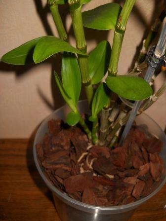 DSCN4711.JPG