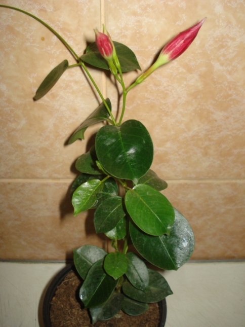 Копия DSC09885.JPG