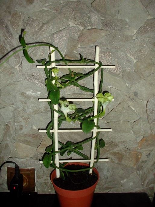 DSCF0370.JPG