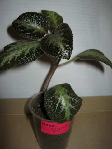 getImage (3).jpg