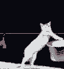 729522.gif
