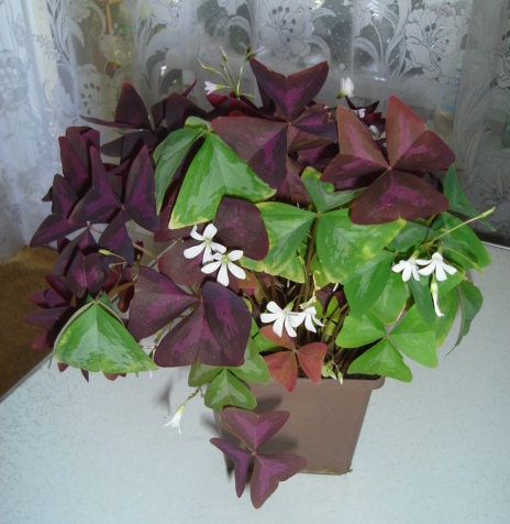 DSC00108.JPG