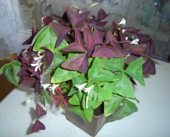 DSC00106.JPG