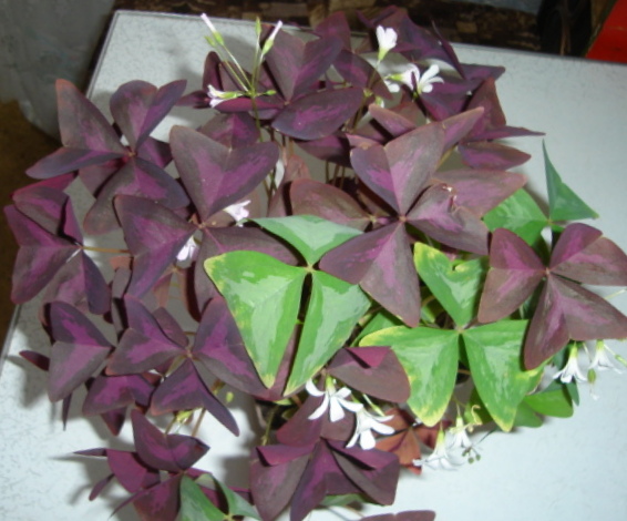 DSC00109.JPG