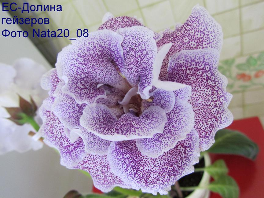 1Долина гейзеров1.JPG