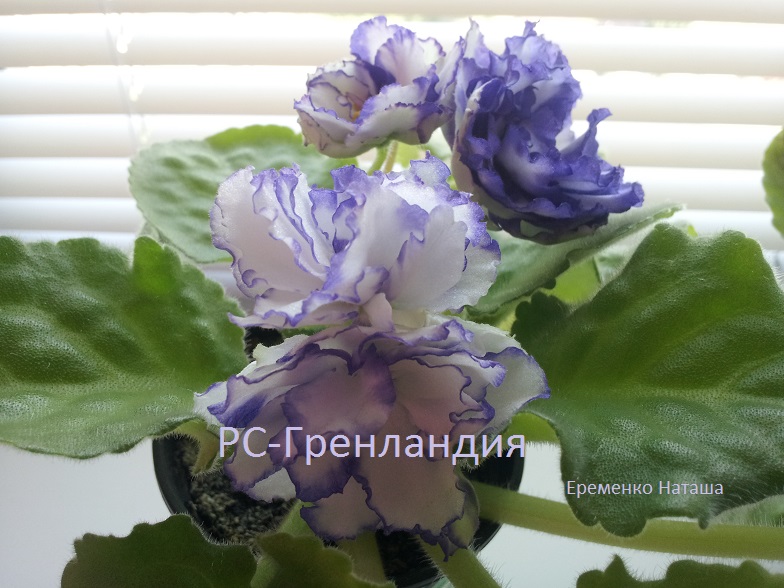 РС-Гренландия 4.jpg