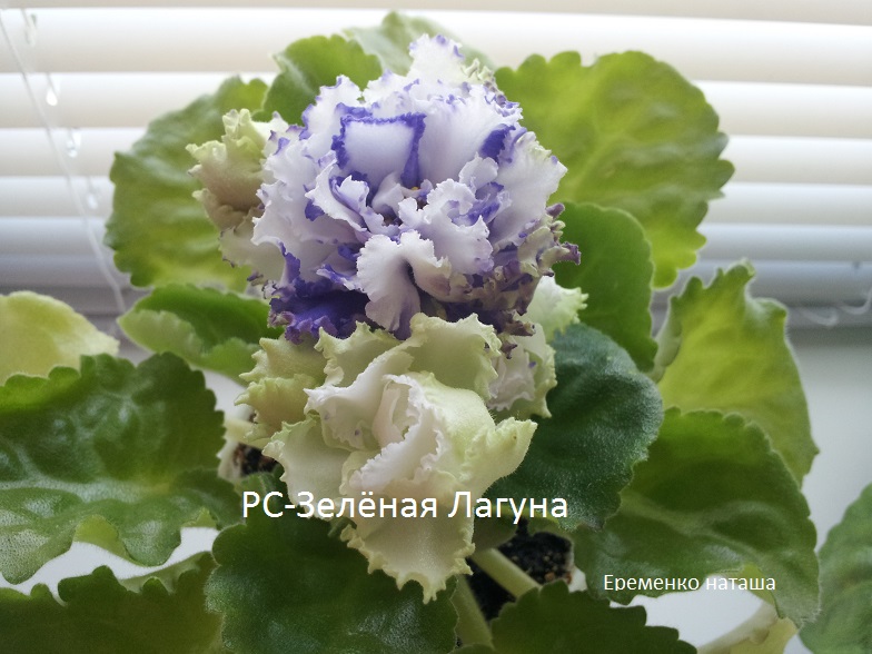 РС-Зелёная Лагуна 3.jpg