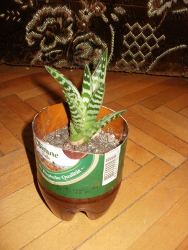 P1010008.JPG
