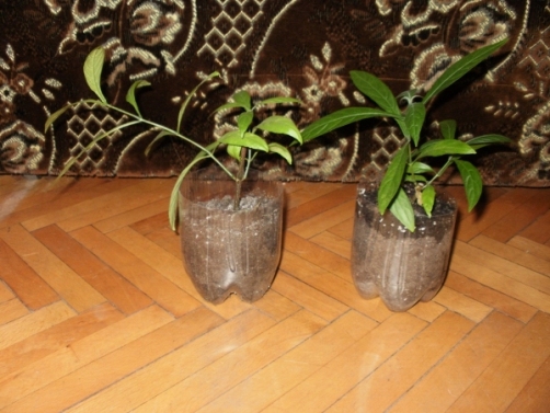P1010005.JPG