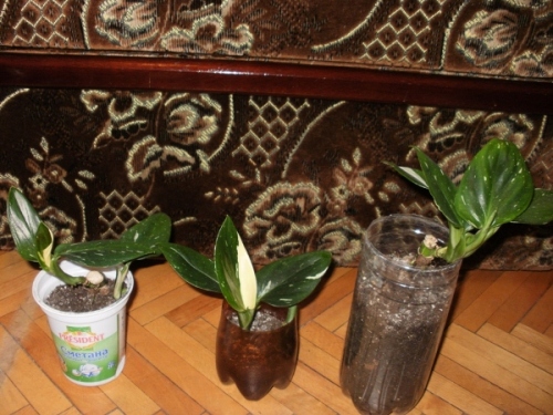 P1010002.JPG