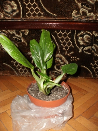 P1010003.JPG