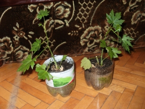P1010007.JPG