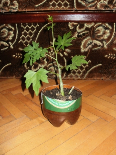 P1010006.JPG