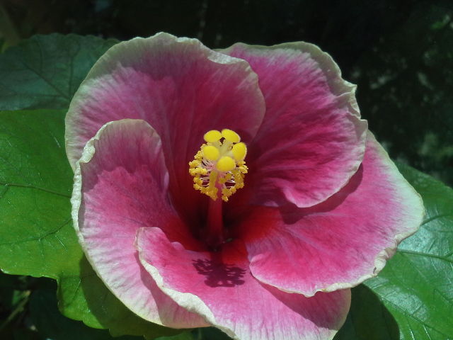 Moorea Imperial Blossom.jpeg