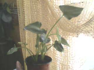 IMG0146A.jpg