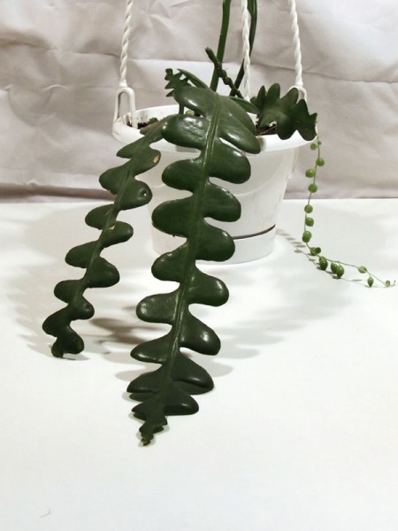 50636_600.jpg