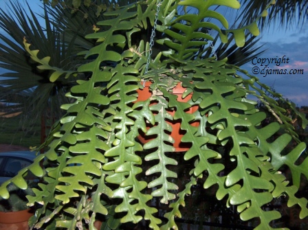 epiphyllum_anguliger.JPG