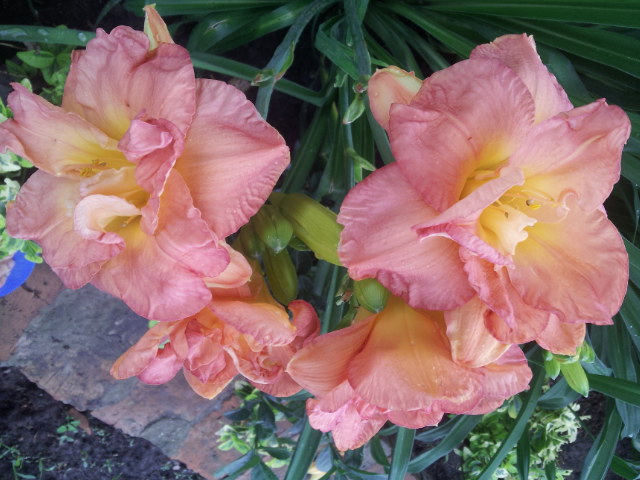 20130701_102511.jpg