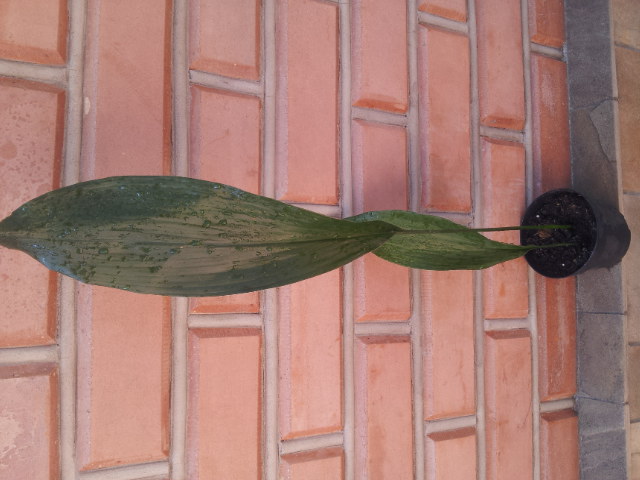 20130705_101553.jpg