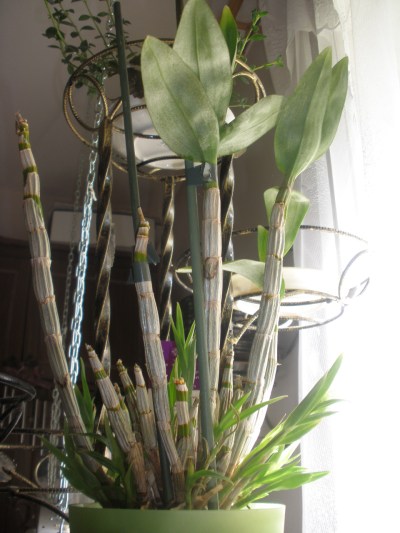 P7040059.JPG