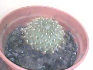 IMG0120A.jpg