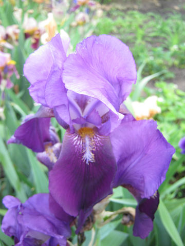 getImage (12).jpg