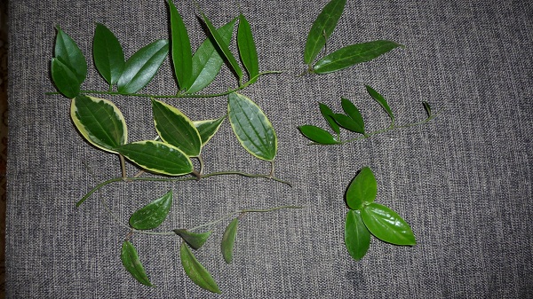 P1030578.JPG