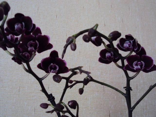 DSC07524.JPG