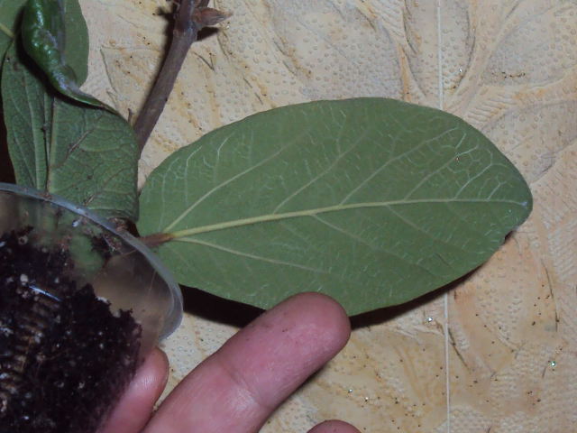 DSC07549.JPG