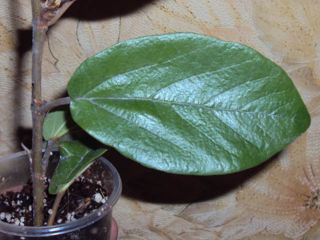 DSC07550.JPG