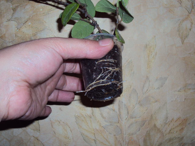 DSC07551.JPG