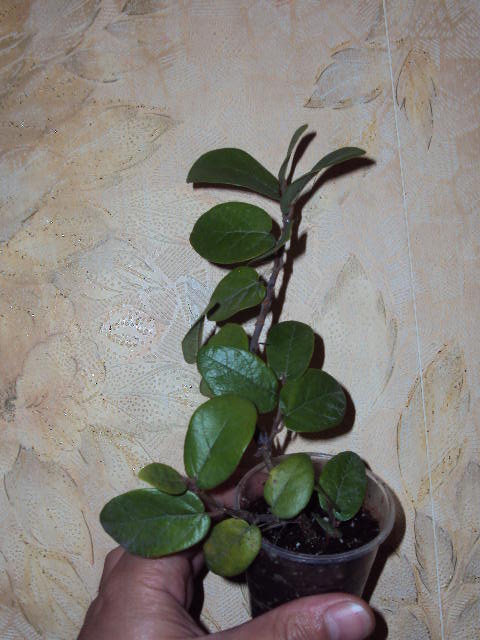 DSC07552.JPG