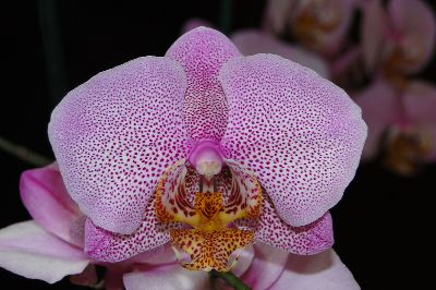 falenopsis-manhetten_5.jpg