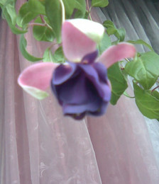 Image-007.jpg