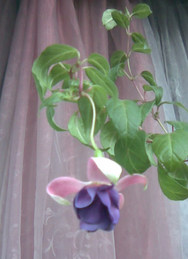 Image-13.jpg