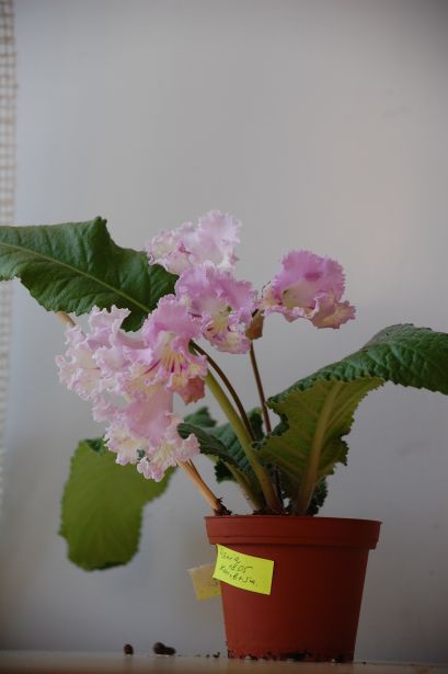 DSC_2007.JPG