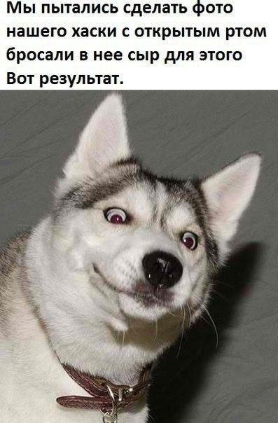 хаски.jpg