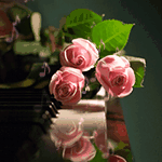 99354.gif