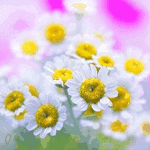 553.gif
