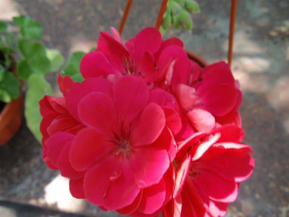 Pasific Deep Rose.JPG