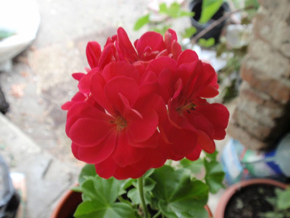 Pasific Salmon Red.JPG