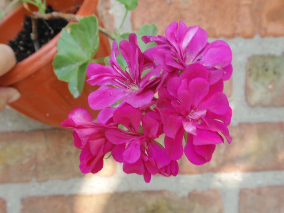 Pasific Violet.JPG